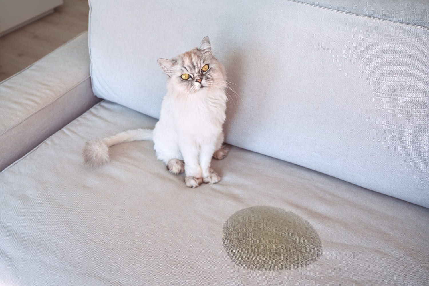 How to remove pet odors and stains